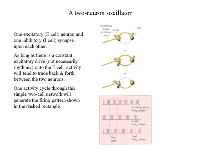 A two-neuron oscillator One excitatory (E cell) neuron and one inhibitory (I cell) synapse